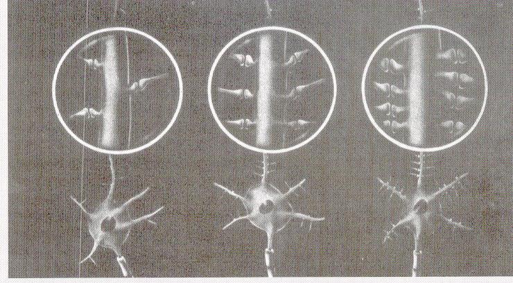 La Plasticità Neuronale 11 NEURONI SI MODIFICANO SE