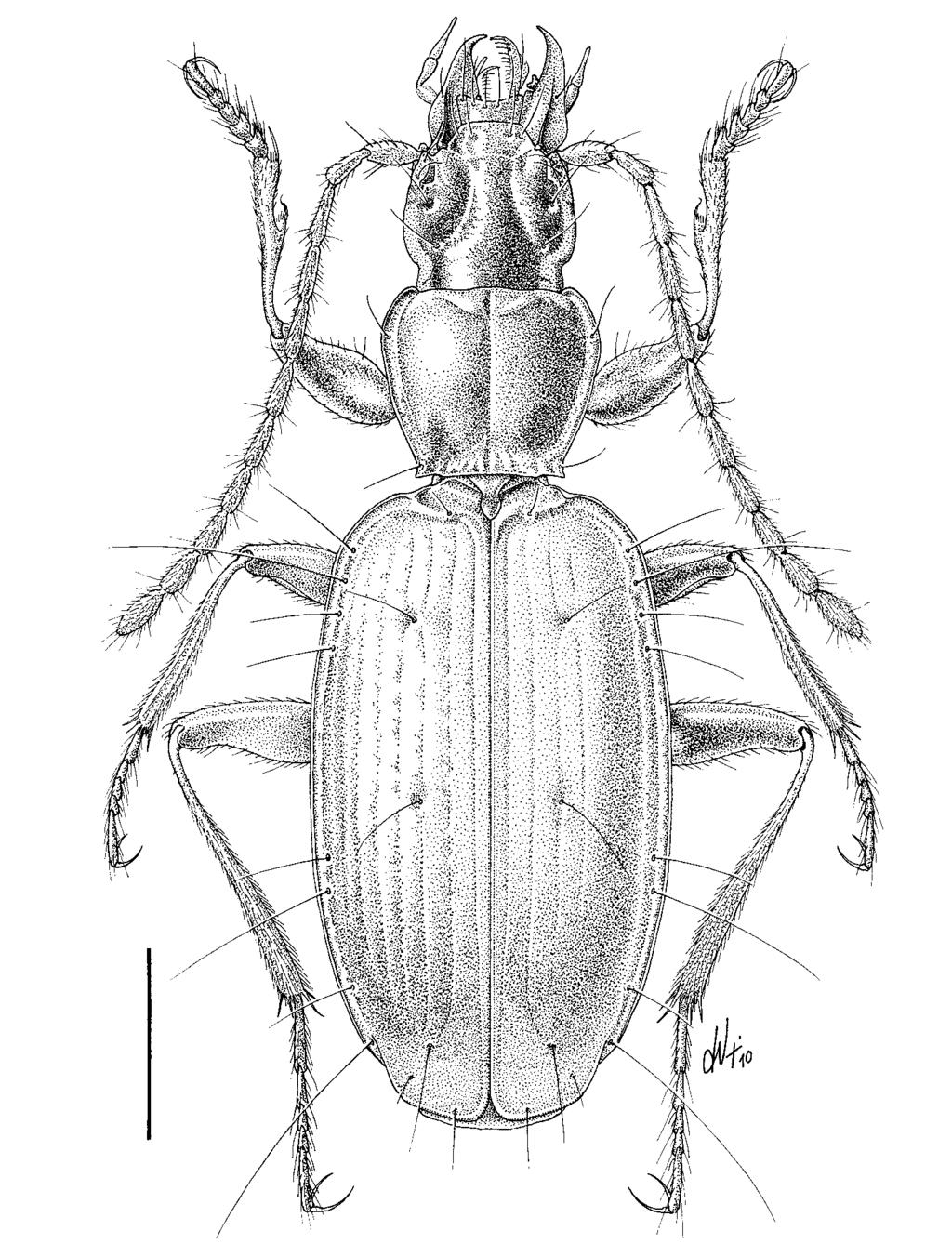 Rivista piemontese di Storia naturale, 31, 2010: 213-240 ISSN 1121-1423 Fig. 1 - Duvalius (Duvalius) lanai n. sp.