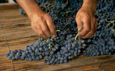 È arricchito dalla presenza dell originale Oseleta, uva riscoperta da Masi, mentre l affinamento in piccole botti di rovere accentua il suo stile internazionale. Corvina, Rondinella, Oseleta.