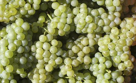 Masianco pinot grigio e verduzzo delle venezie igt È vino bianco fresco, aromatico e fruttato, inconfondibile interpretazione del Pinot Grigio delle