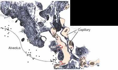 Transmission electron micrograph of the alveolarduct terminal bronchiolar region that demonstrates the close proximity between the alveolar wall and capillary network.