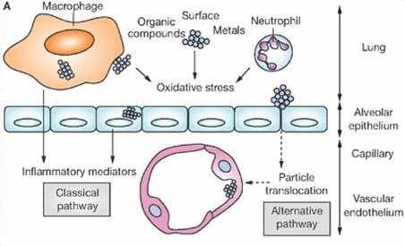 The hypothetical effector pathways, classical and alternative, through which airborne particulate matter