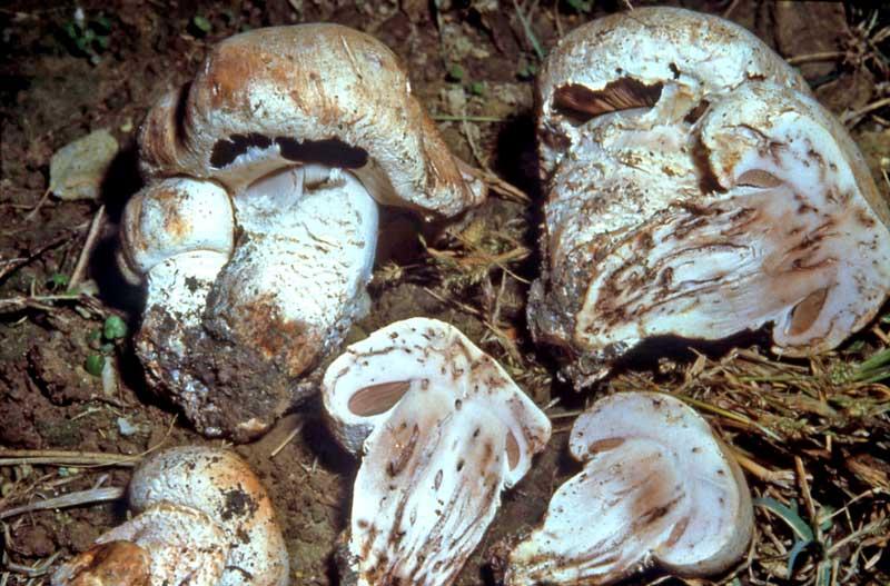 AGARICUS PADANUS LANCONELLI Museo di Storia Naturale di Venezia Reperto MCVE n. 21352 Società Veneziana di Micologia Associazione Micologica Bresadola (SVM AMB) Scheda n.