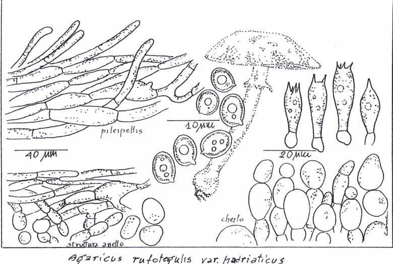 Gambo: 5-8 x 0,7-1,3 cm, molto affondato nel terreno, spesso ricurvo in basso, anche ristretto prima dell ingrossamento basale; base con qualche sottile cordone miceliare (non ingiallente), con bulbo