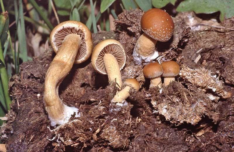 AGROCYBE SUBPEDIADES (MURRILL) WATLING Museo di Storia Naturale di Venezia Reperto MCVE n. 20572 Società Veneziana di Micologia Associazione Micologica Bresadola (SVM AMB) Scheda n.