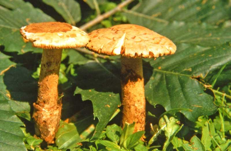 AMANITA LEPIOTOIDES BARLA (1885) Museo di Storia Naturale di Venezia Reperto MCVE n. 21325 Società Veneziana di Micologia Associazione Micologica Bresadola (SVM AMB) Scheda n.