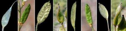 Cardamine, Matthiola, Raphanus, Nasturtium) Frutto a siliquetta Petali gialli (Rapistrum,