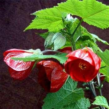 Malvaceae