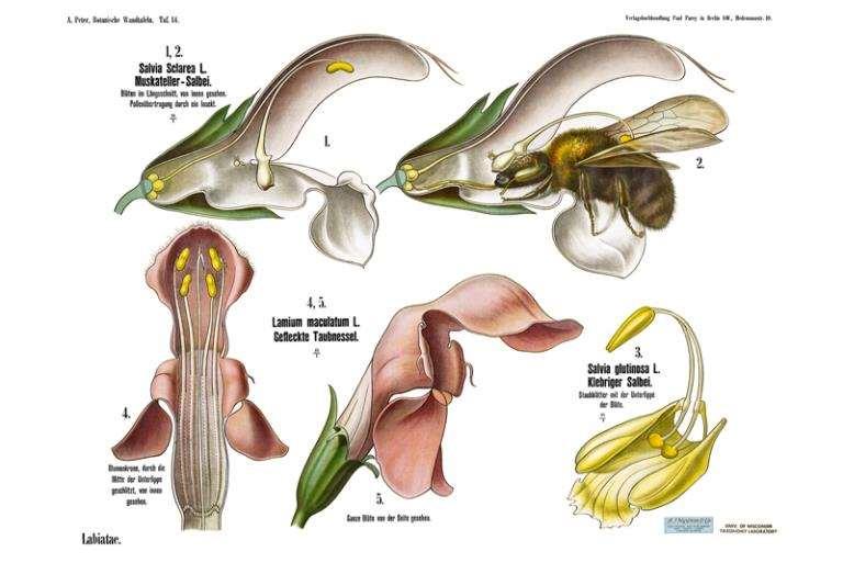 Il gineceo, supero, è bicarpellare e contiene 4 ovuli. Il frutto è racchiuso dal calice persistente ed è un tetrachenio, composto da 4 nucule.