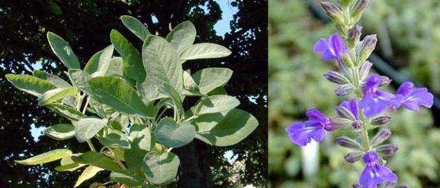 Tra le più conosciute si ricordano il basilico (Ocimum basilicum), il rosmarino (Rosmarinus officinalis), l'origano