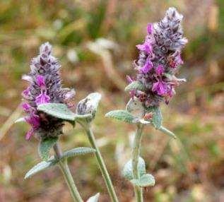 (Stachys germanica) Stachys