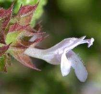 Prunella Salvia Calice regolare Lamium Stachys Ballota Galeopsis