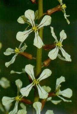 Brassicaceae (Cruciferae) Le Crucifere costituiscono una grande famiglia di piante dicotiledoni, di notevole importanza economica, che comprende tutta una serie di piante coltivate come ortaggi,