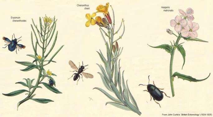 Le specie appartenenti a questa famiglia si trovano diffuse un po' dovunque, ma soprattutto nelle regioni temperate dell'emisfero Boreale, in particolare nei paesi del bacino mediterraneo e nell'