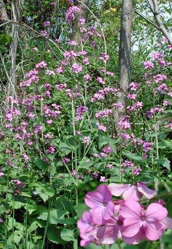 Lunaria