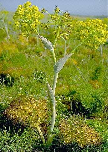 Apiaceae (Umbelliferae) Le Umbelliferae costituiscono una famiglia vasta, che si distingue sia per le caratteristiche infiorescenze e per i frutti, sia per le particolari sostanze prodotte, che si