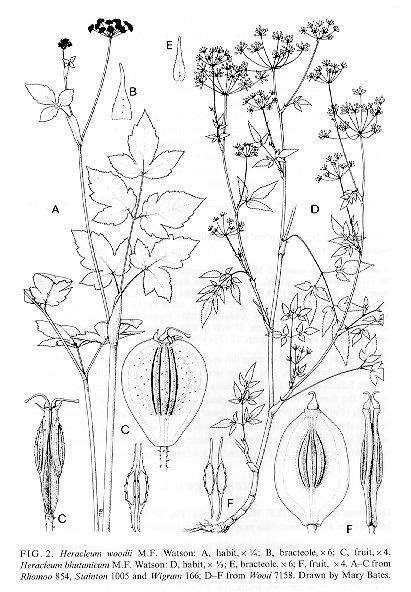 Apiaceae (Umbelliferae) Le Umbelliferae comprendono circa 300 generi con 2500-3000 specie.