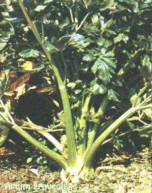 Apiaceae coltivate Petroselinum