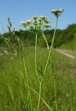 TRADIZIONALI: i tuberi, in passato, venivano utilizzati crudi, lessati o