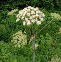 PERIODO DI RACCOLTA: primavera-estate PROPRIETÀ: aperitive, digestive, stimolanti (depressivo a dosi elevate), antisettiche.