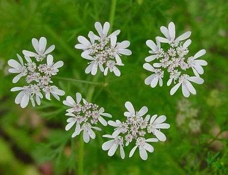 Apiaceae