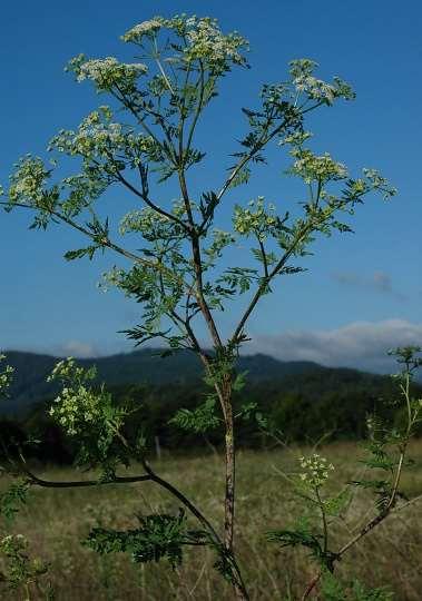 Apiaceae