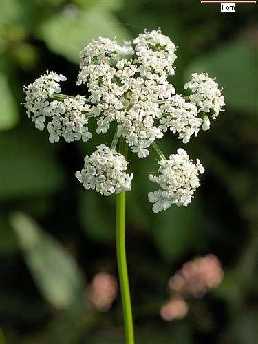 Apiaceae