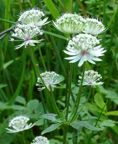 Astrantia