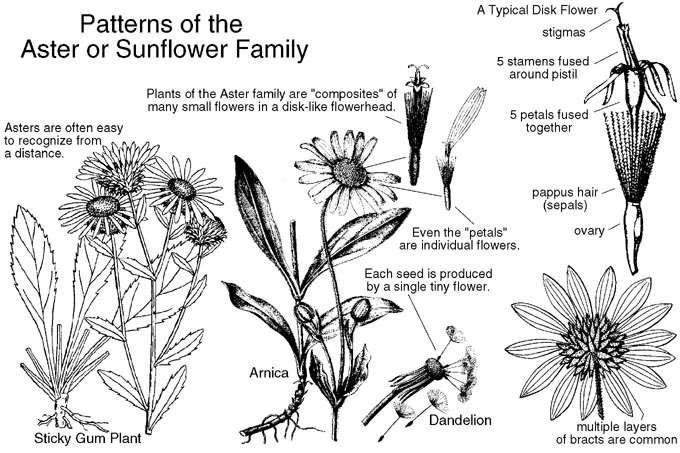 Asteraceae (Compositae) L ordine delle Asterales con circa 1000 generi e 19000 specie, diffuse sotto tutte le latitudini, rappresenta uno dei gruppi più ricchi di forme delle Angiospermae.