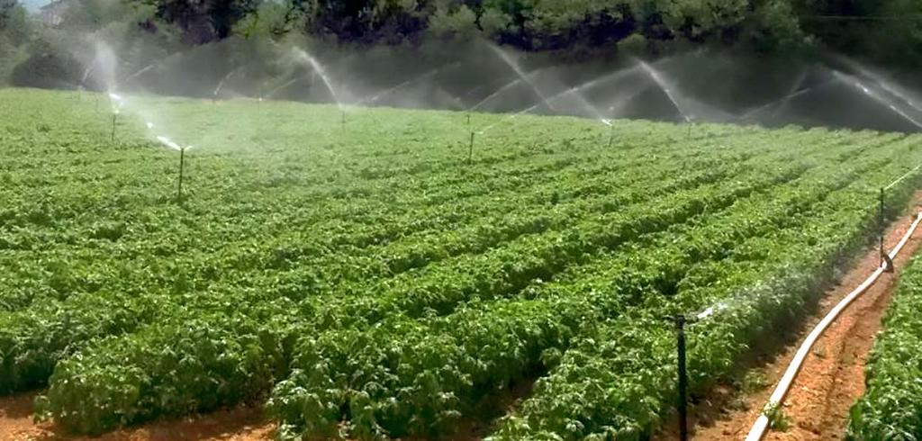 Nel sistema d irrigazione a microaspersione l acqua viene erogata tramite irrigatori ad alta precisione di distribuzione e ad alto risparmio idrico.