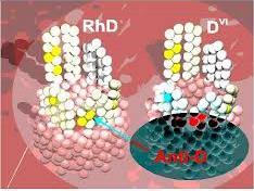 Antigene RhD e