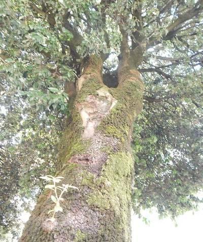 naturaliforme di buona vigoria con anomala rugosità lungo il 