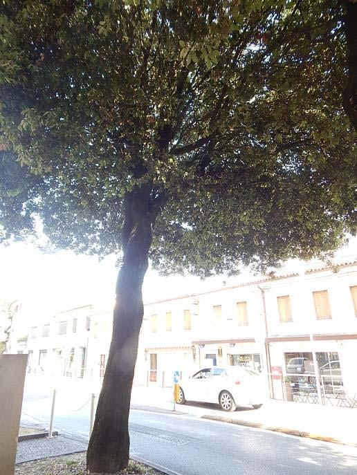 cavo ma con legno sano ancora in grado di garantirne la stabilità.