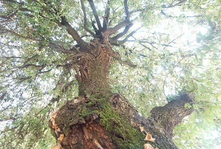 Pianta n 1 Via C. Battisti Specie Quercus ilex D 37 h.