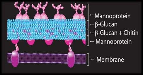 L'attività di adsorbimento parietale differisce considerevolmente da lievito a lievito secondo le caratteristiche strutturali e la composizione chimica dello strato più esterno della parete cellulare.