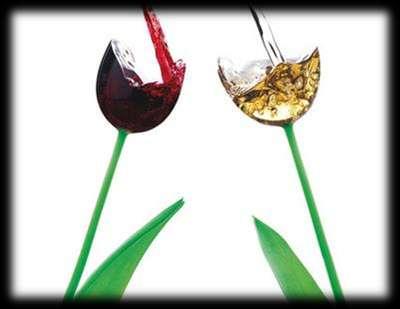 Molte ricerche sono state condotte per studiare gli effetti della selezione del lievito sui composti fenolici dei vini.
