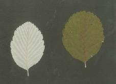 Chiave per la determinazione di alcune LATIFOGLIE (piante dalle foglie ampie da cui si può trarre molta luce) presenti