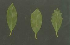 foglie con pagina superiore verde brillante e pagina inferiore argentata 2) Agrifoglio (Ilex aquifolium) foglie lucide e