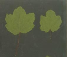 orecchie 4) Acero alpino (Acer opulifolium) - Acero di Monte (Acer