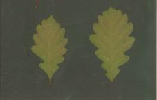 " 5) Rovere (Quercus petraea) foglie con margine molto ondulato FOGLIE OBLUNGHE =
