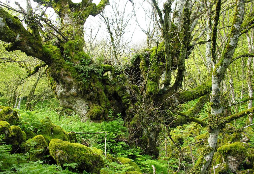 Acero naviculare di Bosco Tassita Circonf.