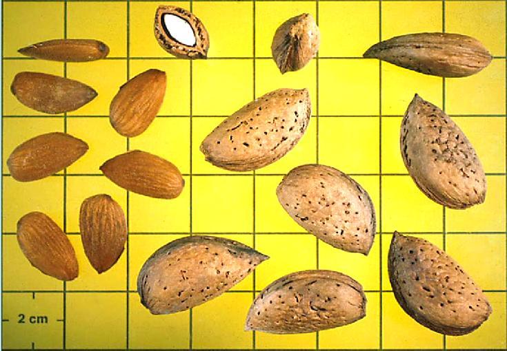 Varietà per la confetteria Fragiulio Grande Punti forti: le caratteristiche estetiche del seme, la fioritura più tardiva
