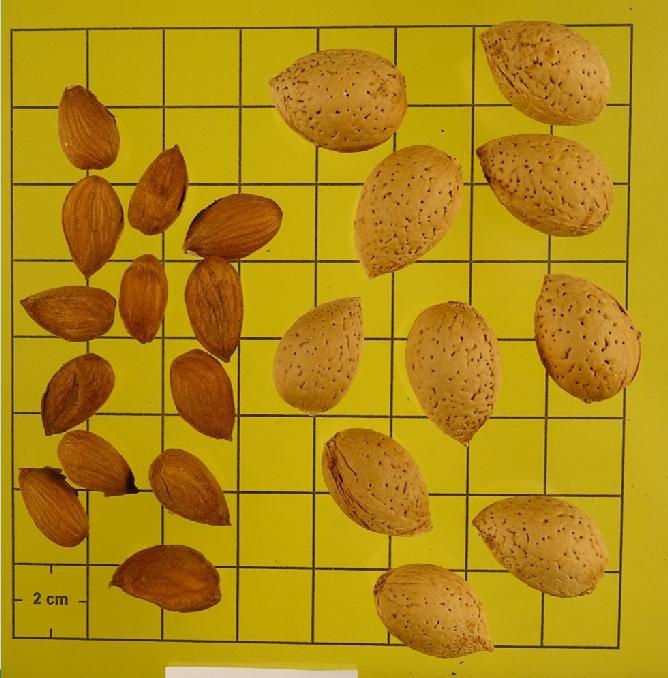 La resa in sgusciato è del 30%; i semi doppi sono assenti.