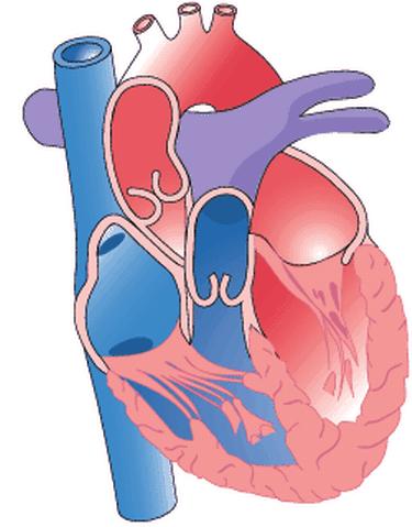 A B C delle Tecniche di Rianimazione Studi recenti hanno dimostrato che nel 65% dei casi di morte improvvisa il cuore presenta una di queste alterazioni del ritmo cardiaco: la fibrillazione