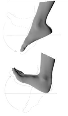 Movimento che avviene sul piano sagittale, durante il quale la parte distale del piede si allontana dalla tibia.