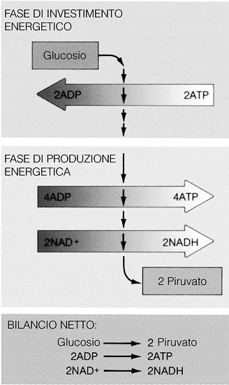 Affinché la via glicolitica possa operare, il NADH deve essere riossidato a NAD + mediante il trasferimento dei suoi elettroni ad un accettore in modo da