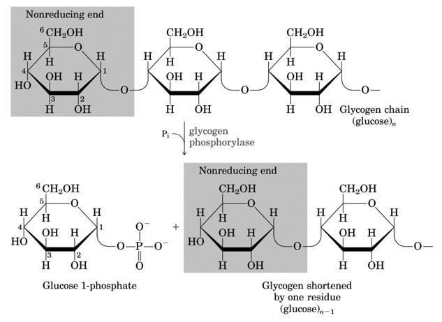 Il glicogeno è presente principalmente nel citosol cellulare del fegato e del muscolo scheletrico, sottoforma di granuli che contengono proteine regolatorie ed enzimi che ne catalizzano la sintesi e