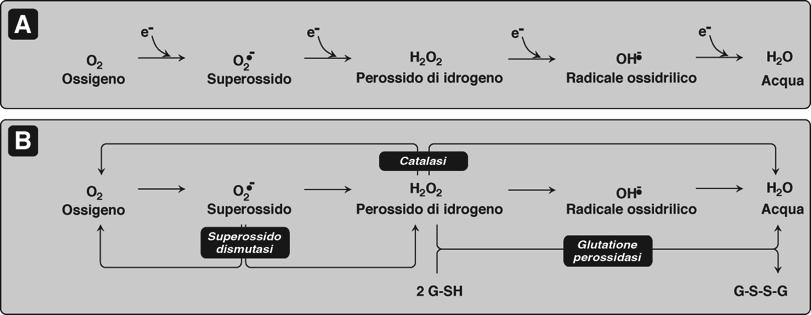 elevato potere riducente Specie reattive