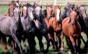 iniziative speciali. L edizione 2011 vedrà protagonisti oltre 2.000 cavalli, tanti esemplari provenienti da tutto il mondo e appartenenti alle principali razze: spagnole, arabe e americane.