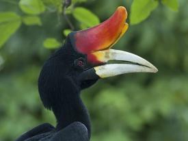 Pranzo in corso d escursione e proseguimento per il fiume Kinabatangan. Sistemazione presso il lodge sulle rive del fiume Kinabatangan.